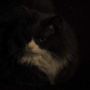 Meet your Posher, Orin